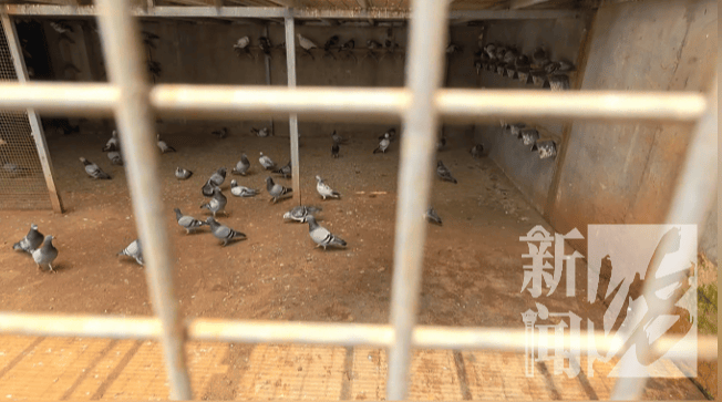 男子太心痛！价值50万元信鸽被偷，翅膀全被剪成“走地鸡”