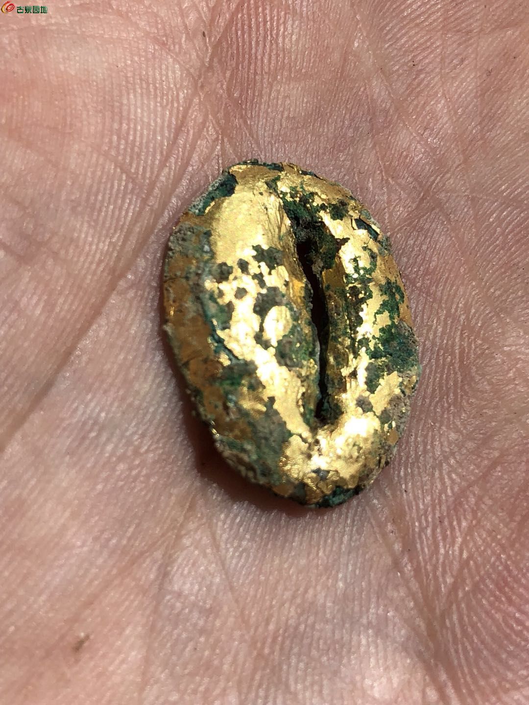 金贝币(金贝币一枚的价格多少钱)