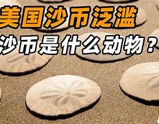 千币(千岛湖)