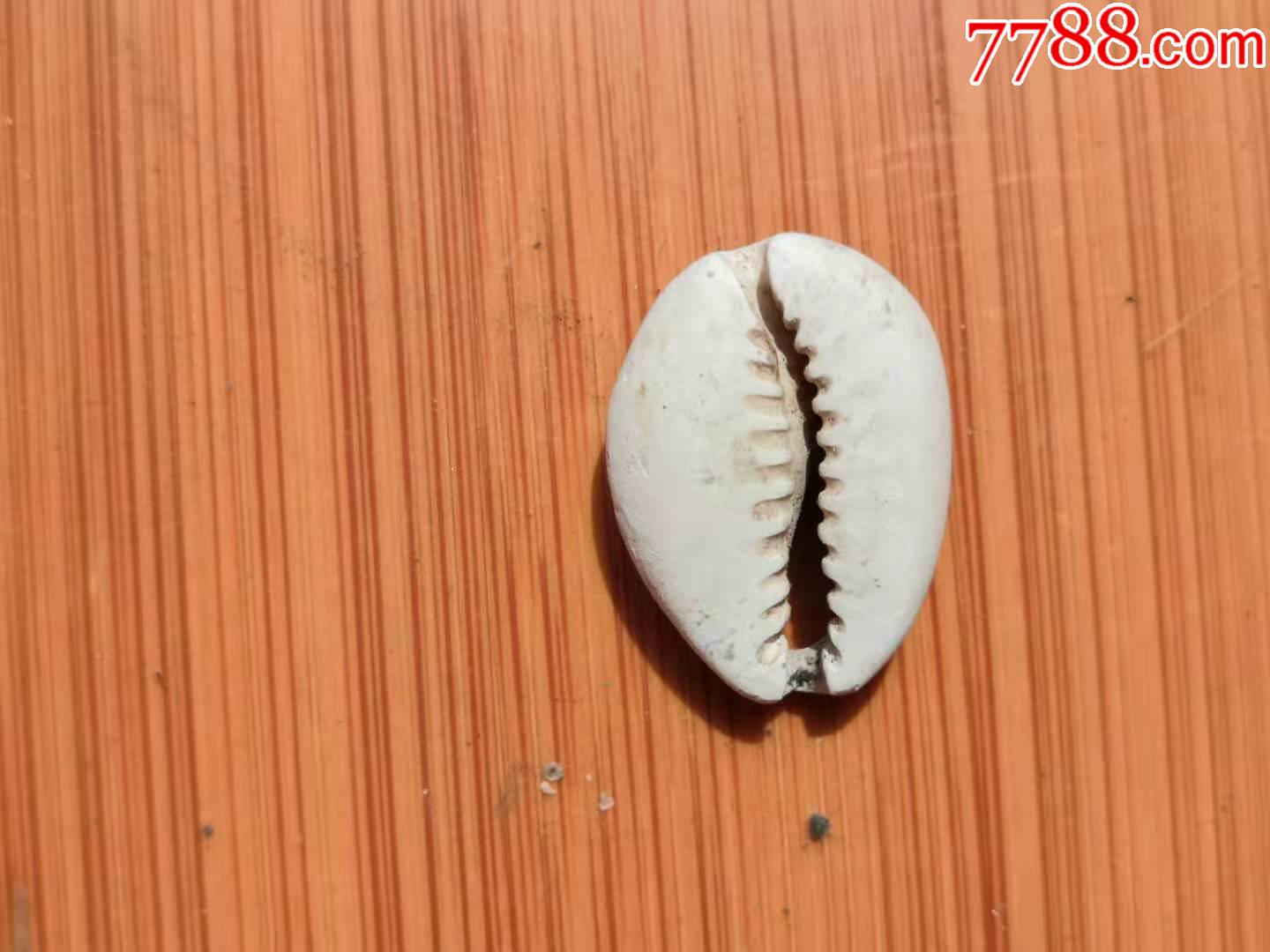 海贝币(海贝币怎么辨别真伪)
